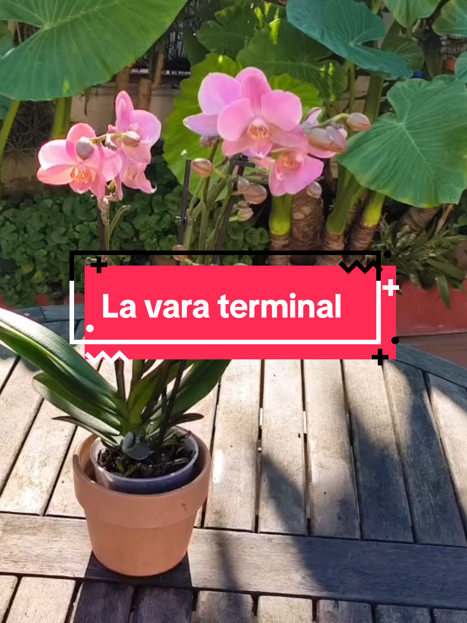 @𝑴𝒊 𝒑𝒂𝒕𝒊𝒐𝒉𝒖𝒆𝒓𝒕𝒐