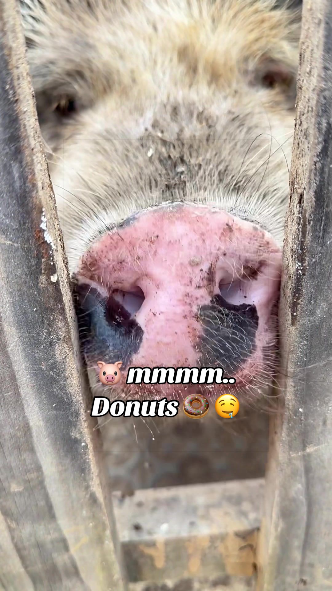 @AhimsaAnimalSanctuaryUK
