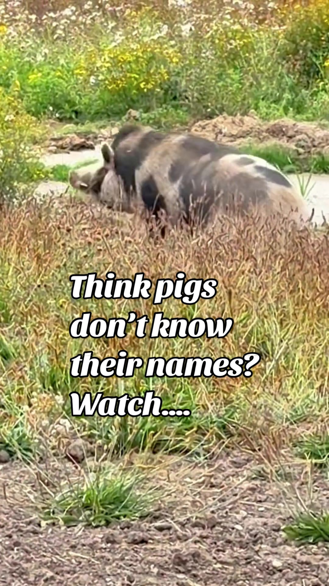 @AhimsaAnimalSanctuaryUK