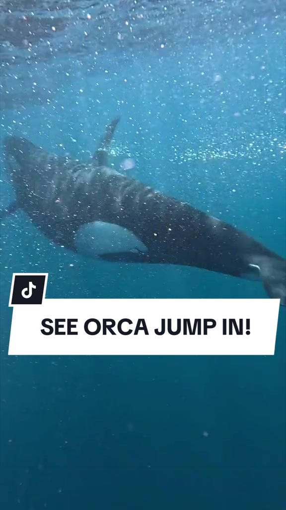 @SCUBA DAN 🦈