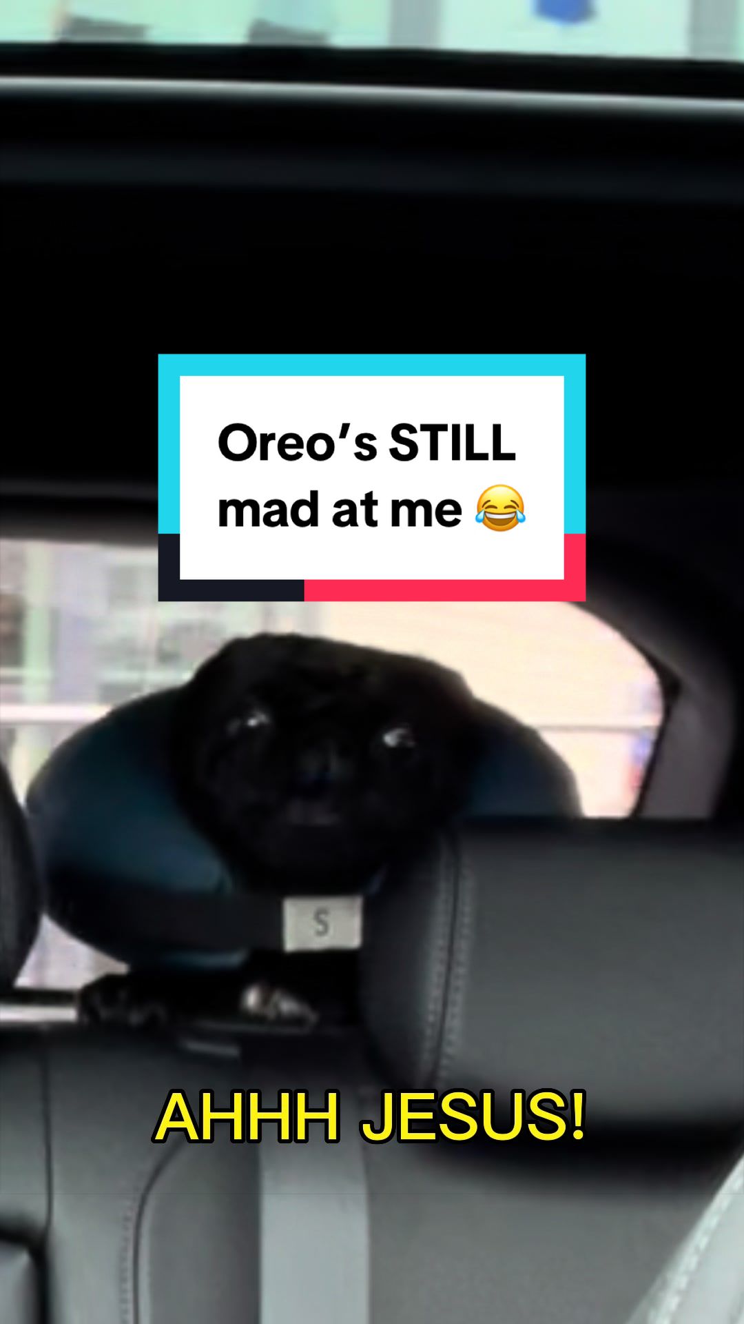 @Pug Dad Leon