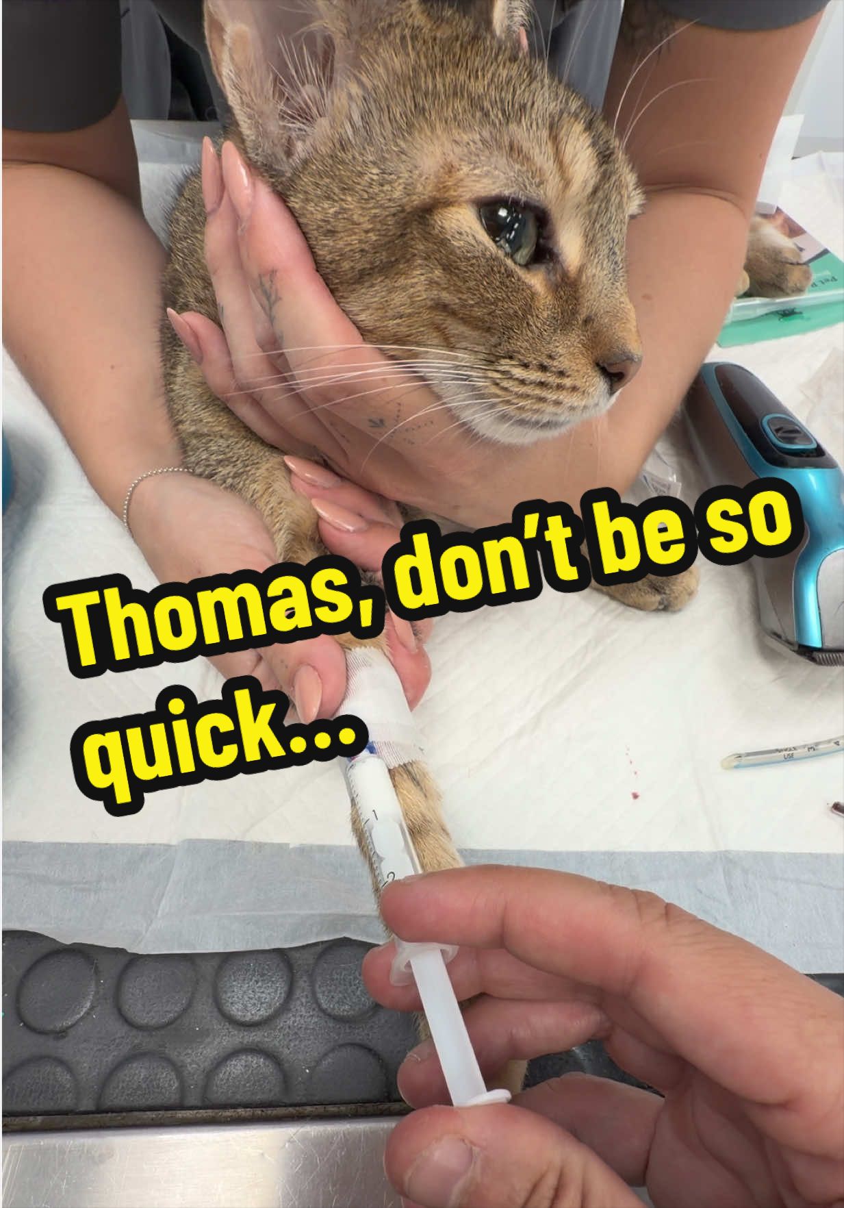 @Tomasthevet
