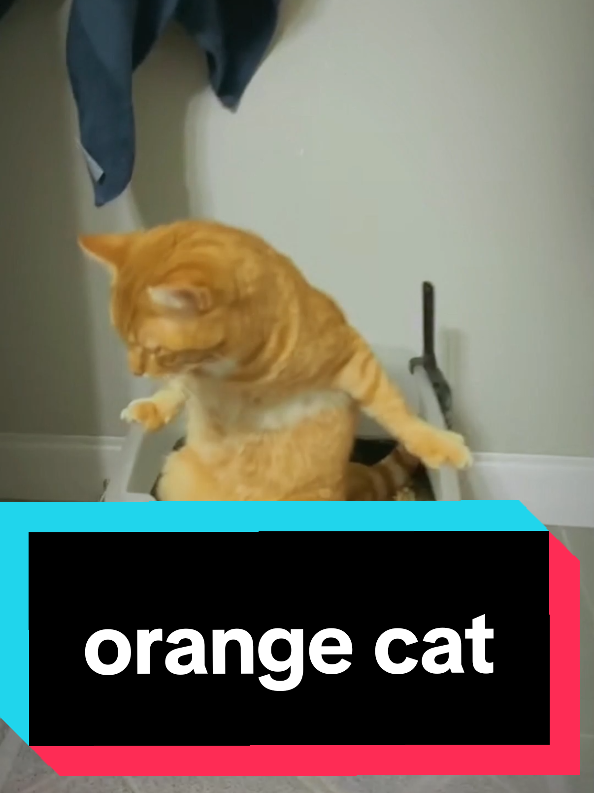 @AnimalSphere