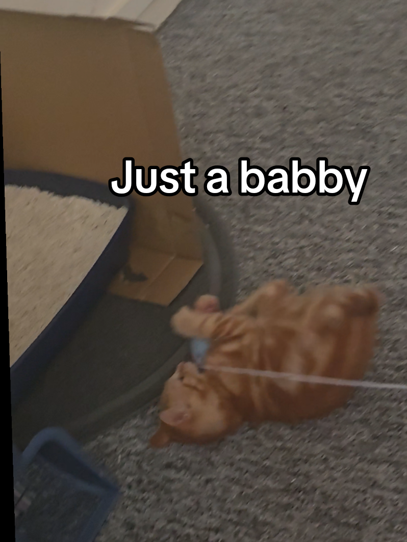 @SHAZ