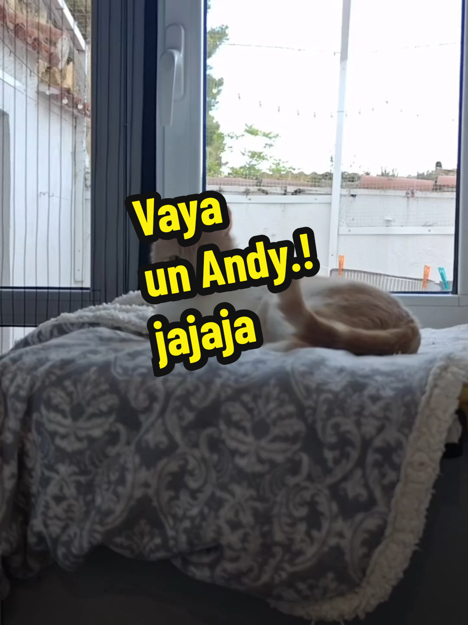 @enGatadas