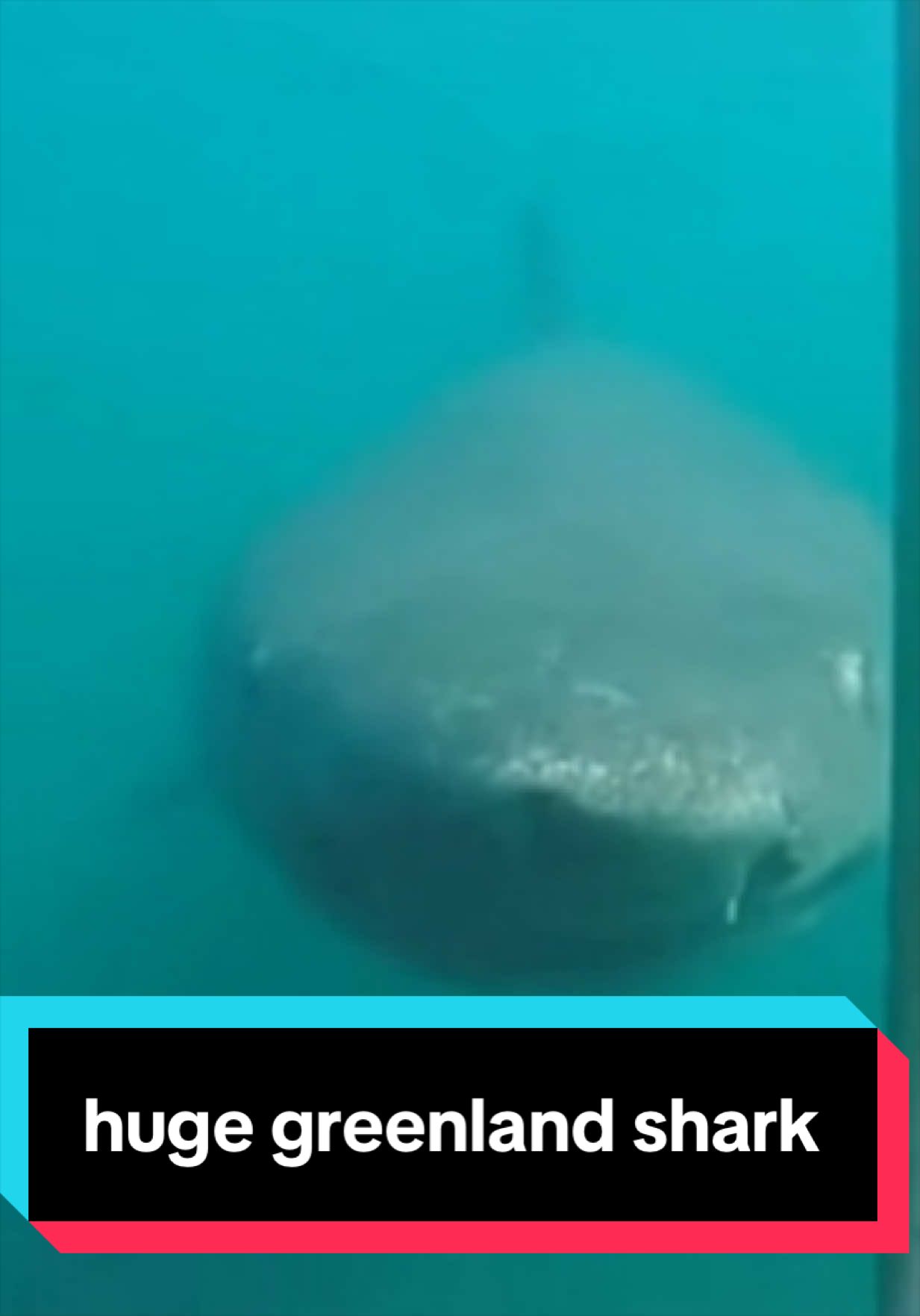 @The Shark Mommy