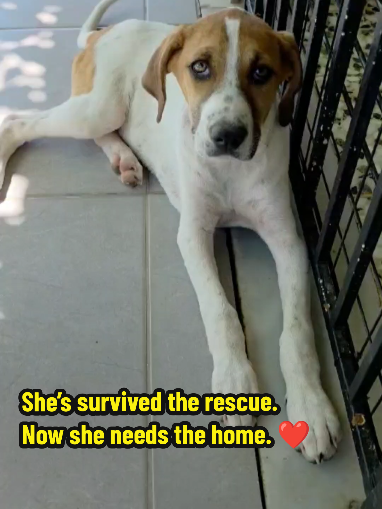 @Greek Animal Rescue