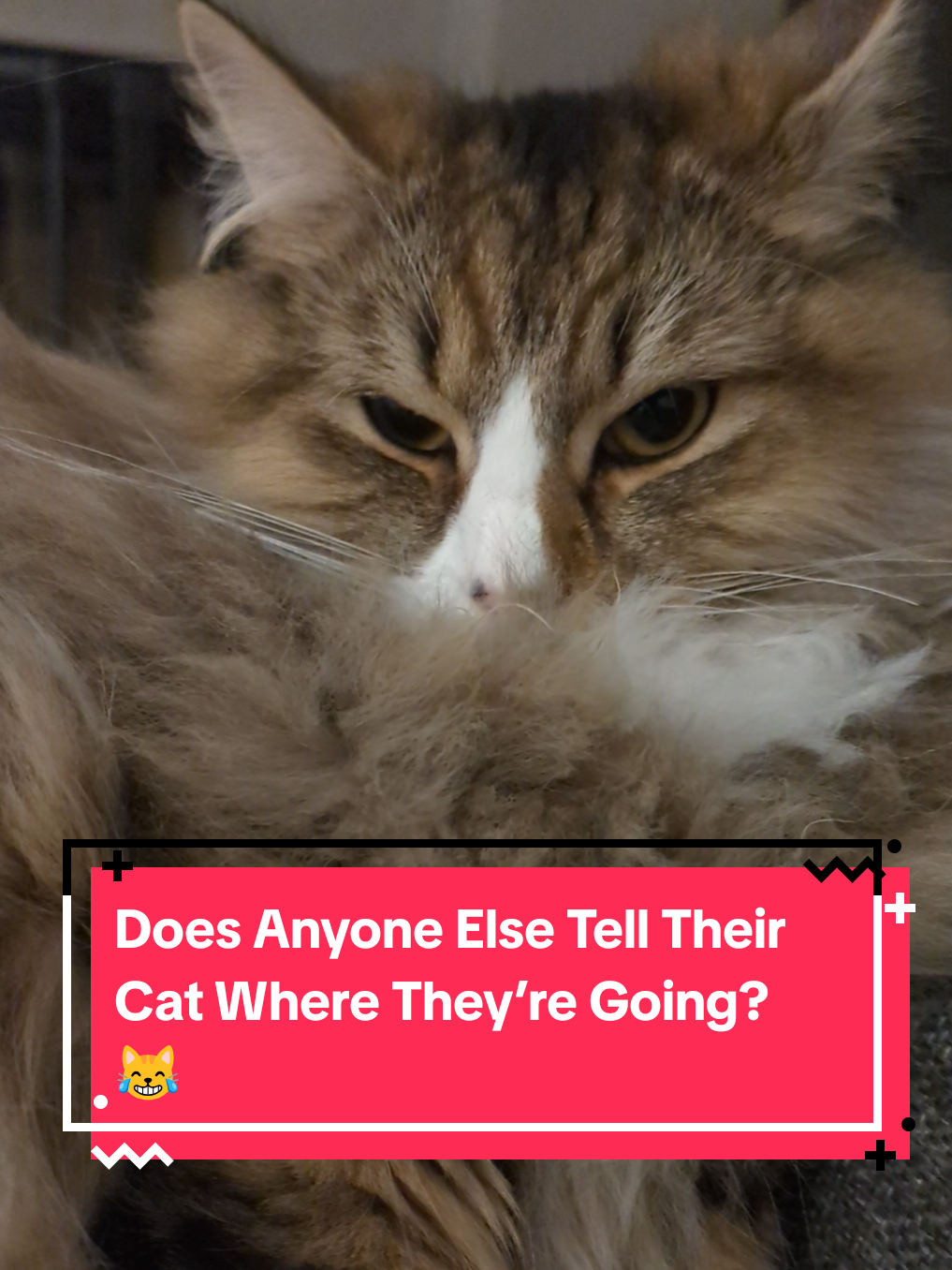 @The Cutest Cats Ever