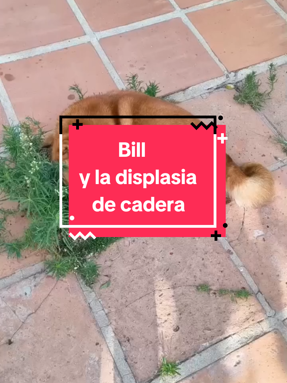 @𝑴𝒊 P𝒂𝒕𝒊𝒐𝒉𝒖𝒆𝒓𝒕𝒐