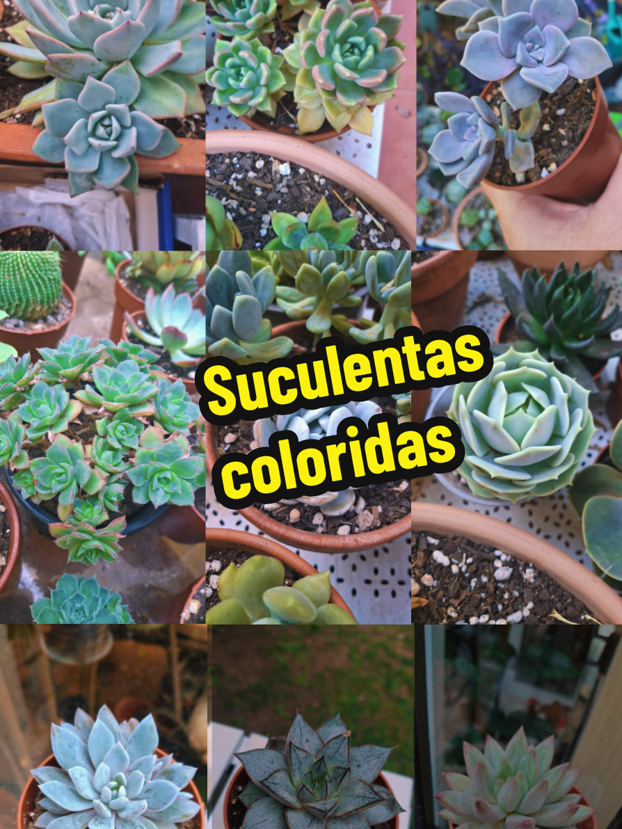 @Succulent_ninja
