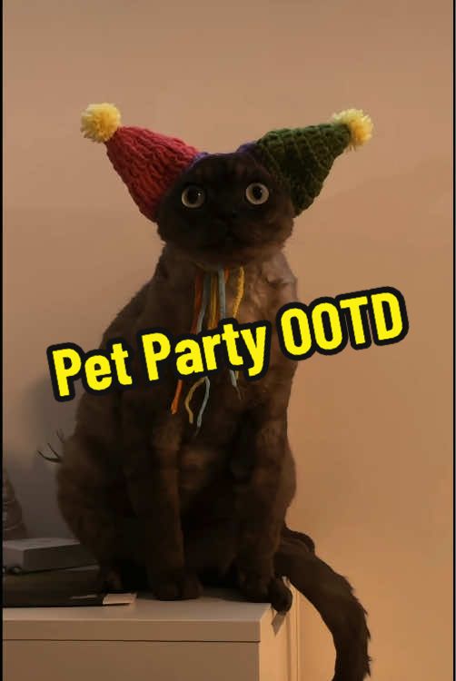 @DIY kitten