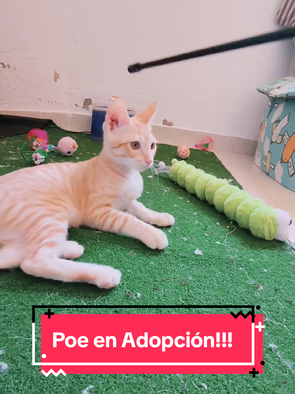 @enGatadas