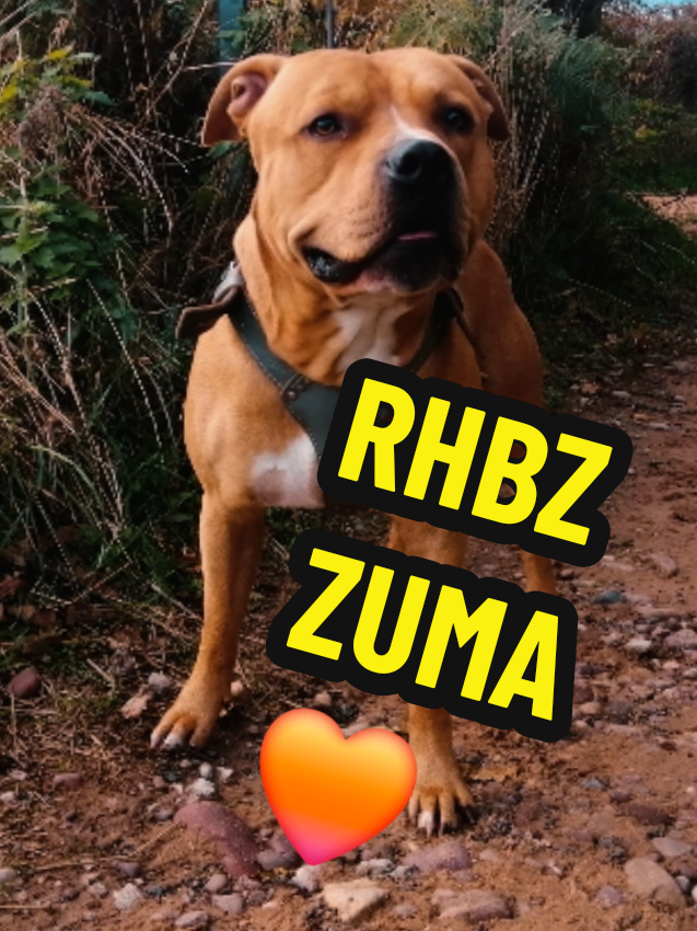 @ROBIN HOOD BULLZ UK