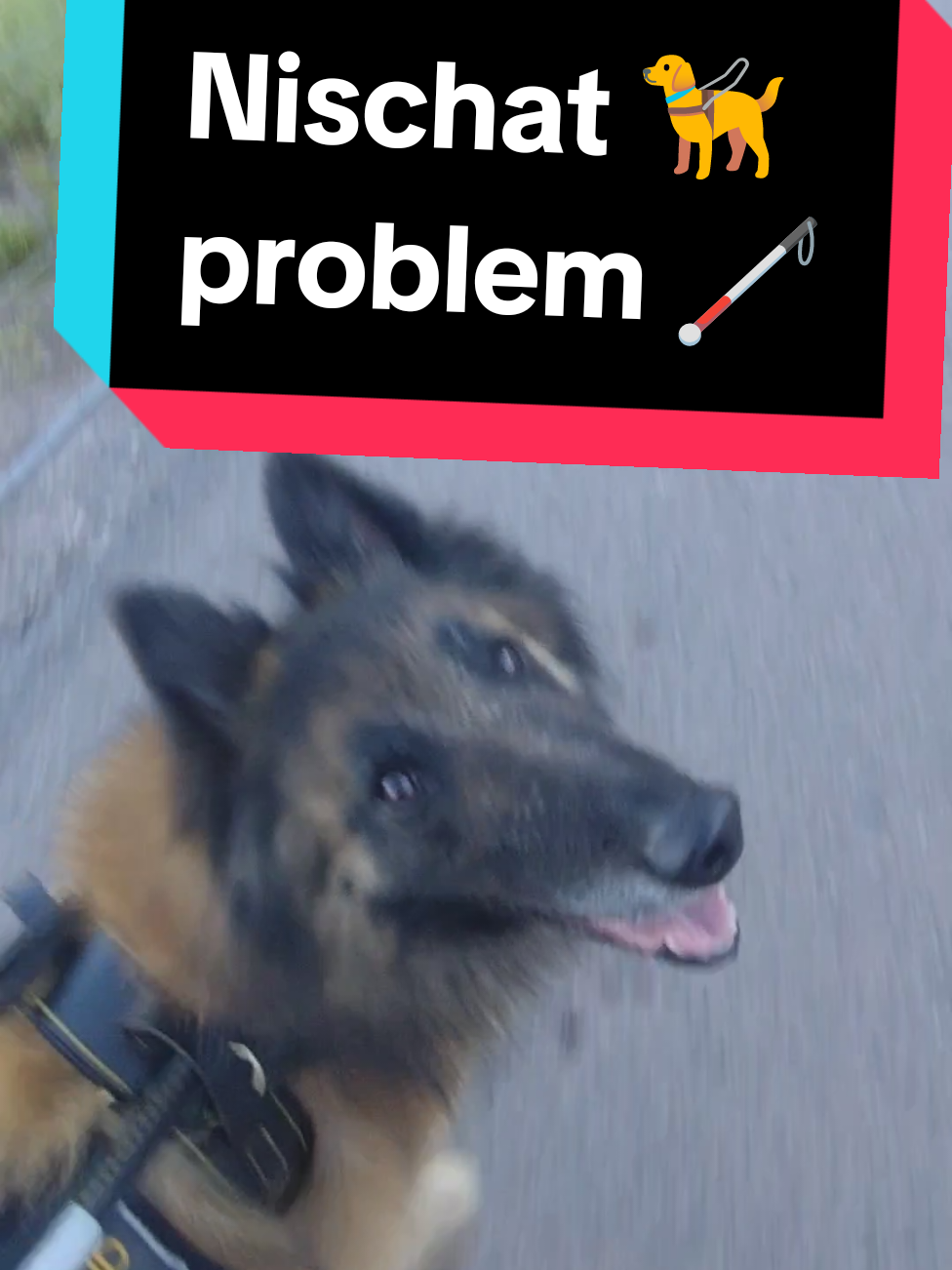 @Fenix-Tervueren AssistanceDog