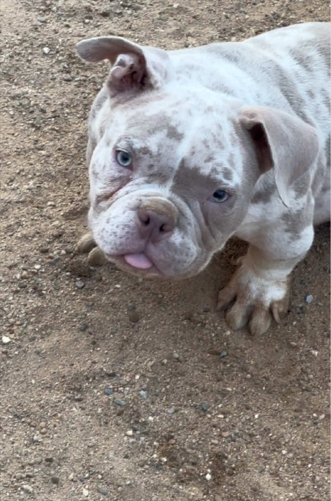 @Mascotas ,cachorritos bonitos