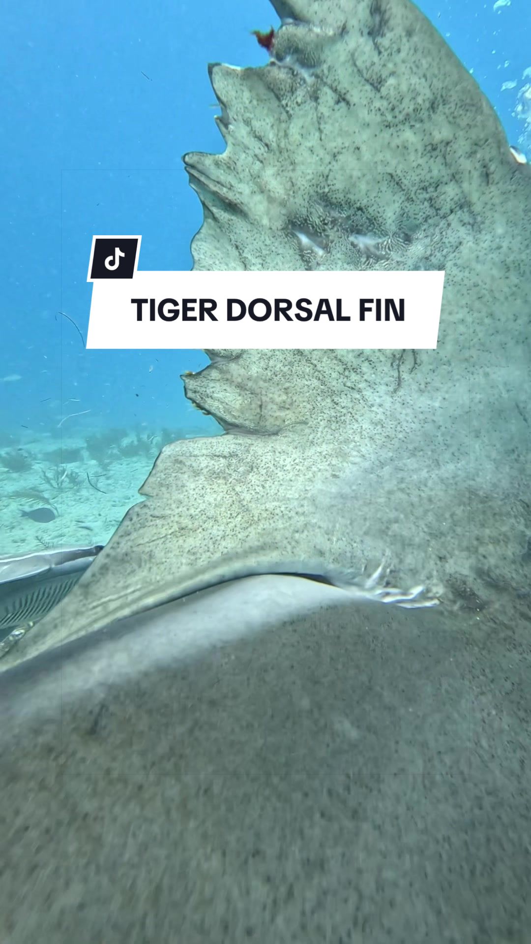 @SCUBA&ensp;DAN&ensp;🦈