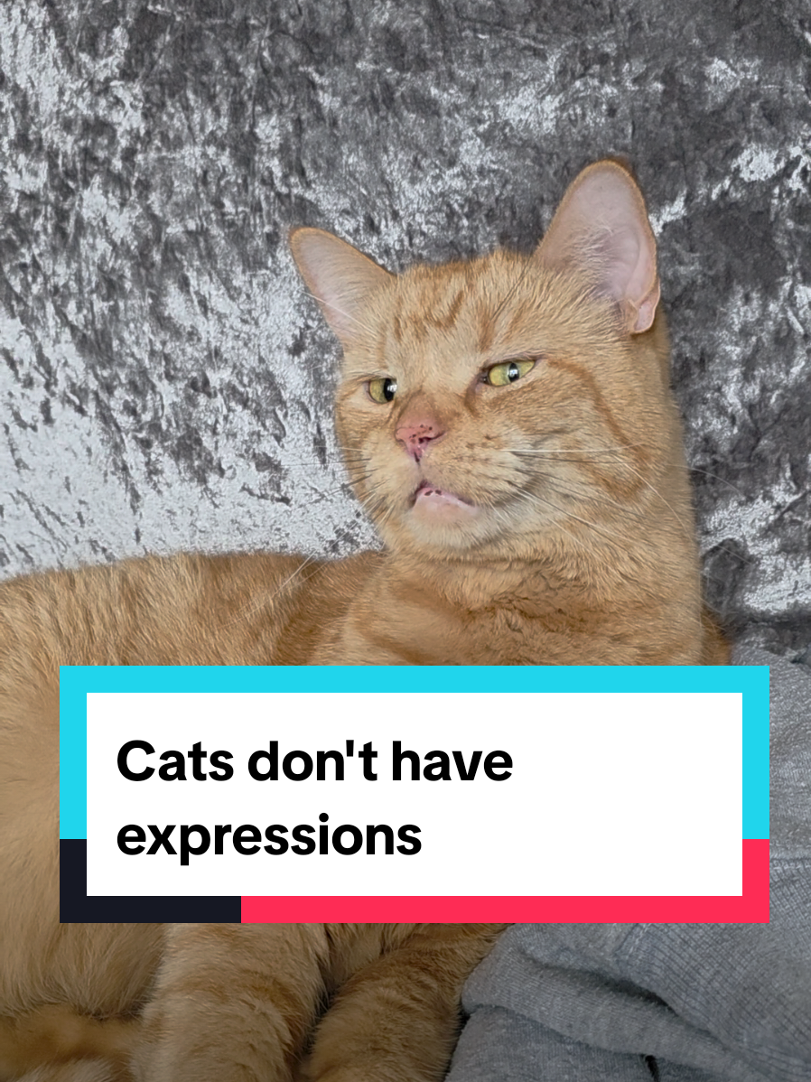@Paws and Claws