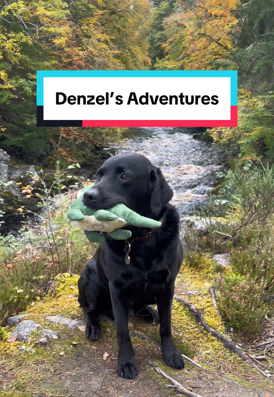 @Denzel The Labraseal