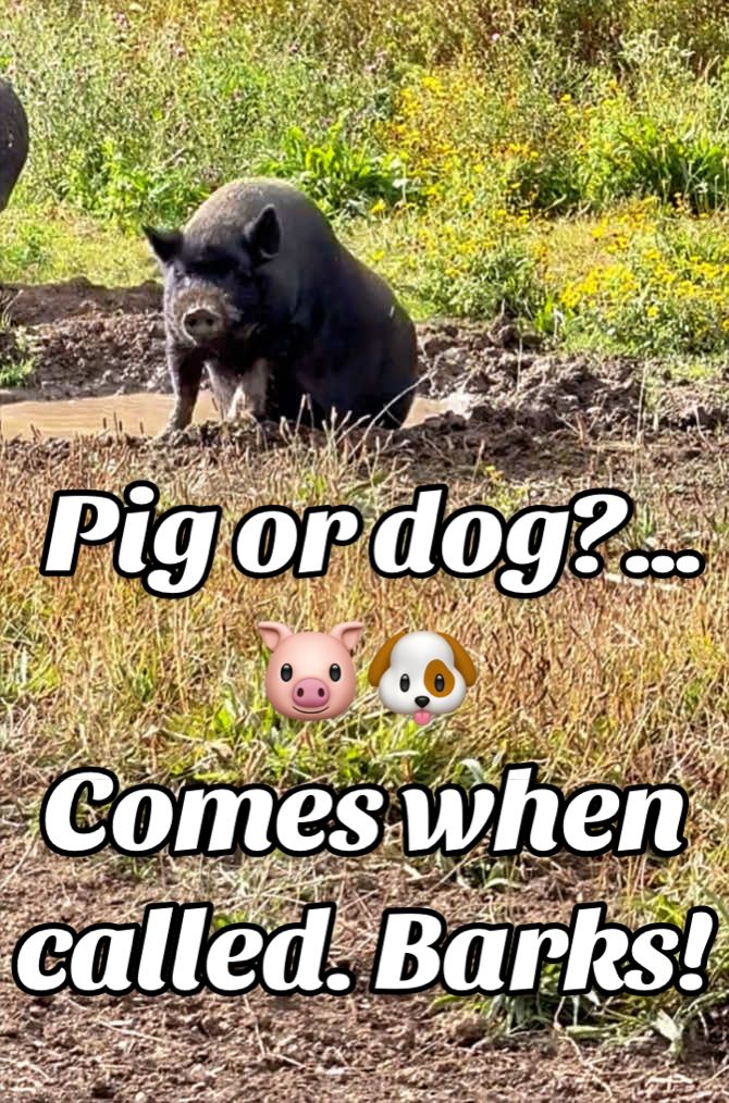 @AhimsaAnimalSanctuaryUK