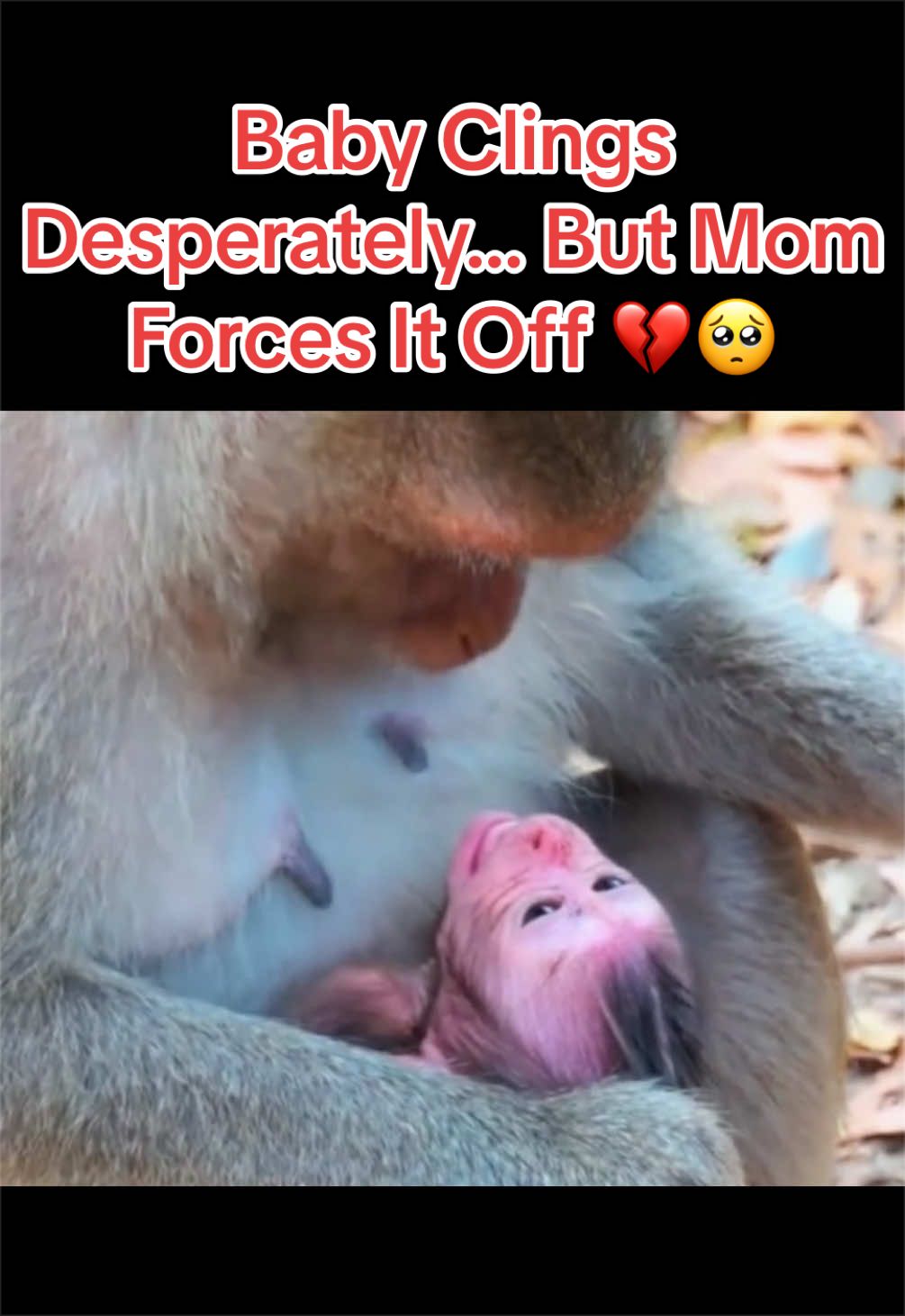 @Baby Monkey Life