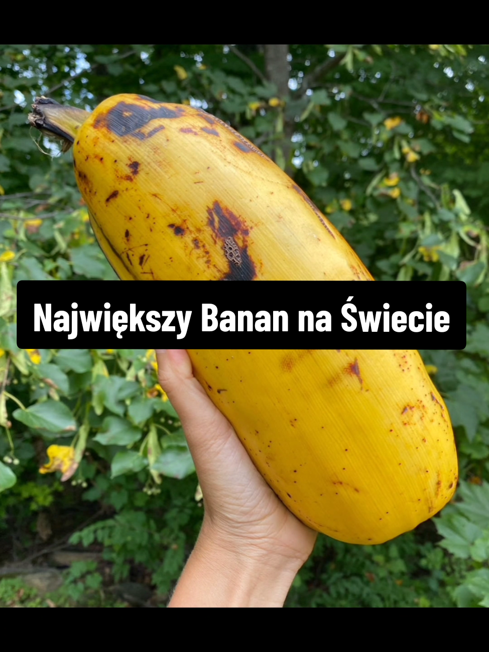 @Ciekawostkowo