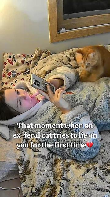 @MyStrayCheese