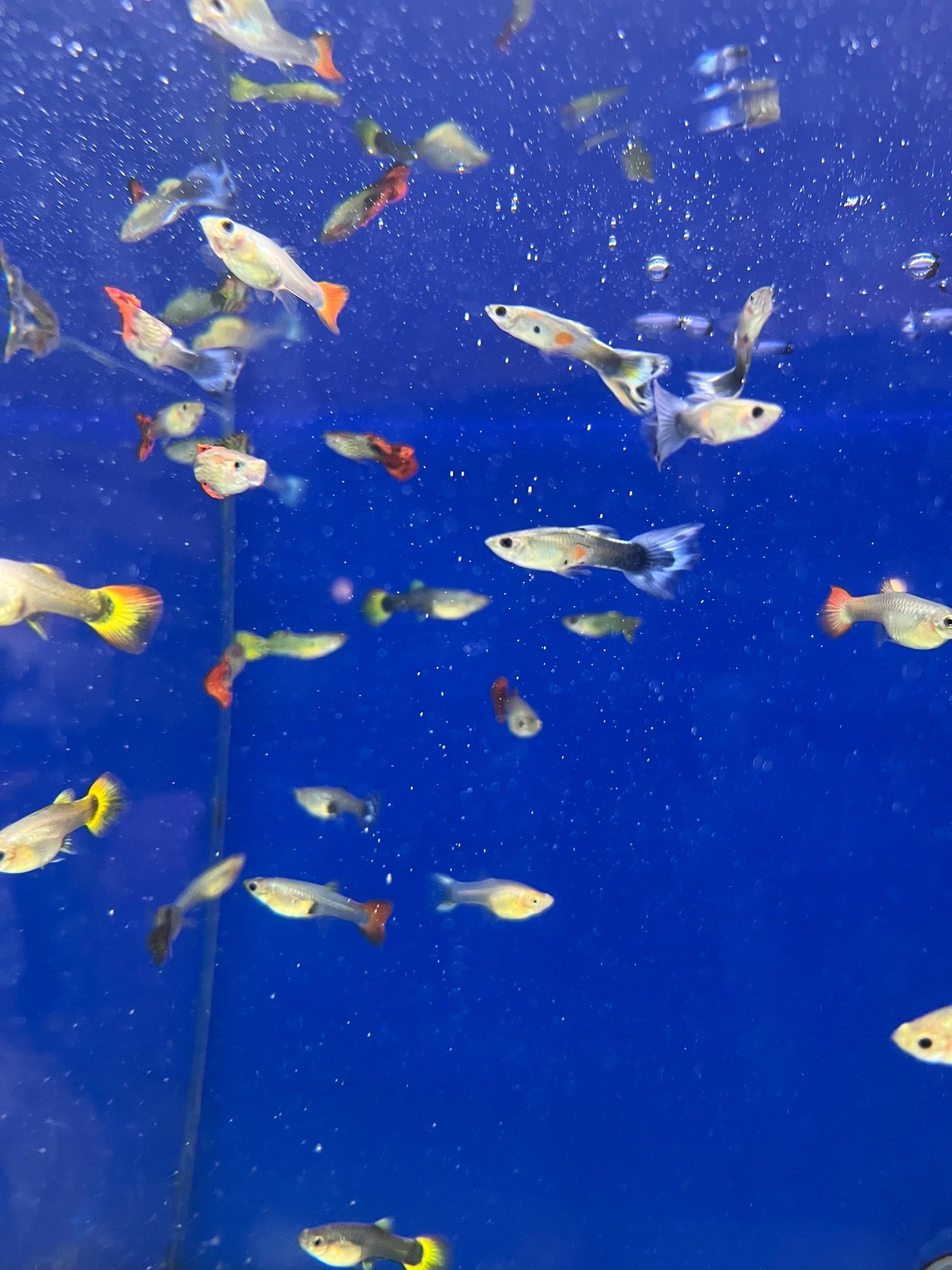 @Dobs Pets and Exotics
