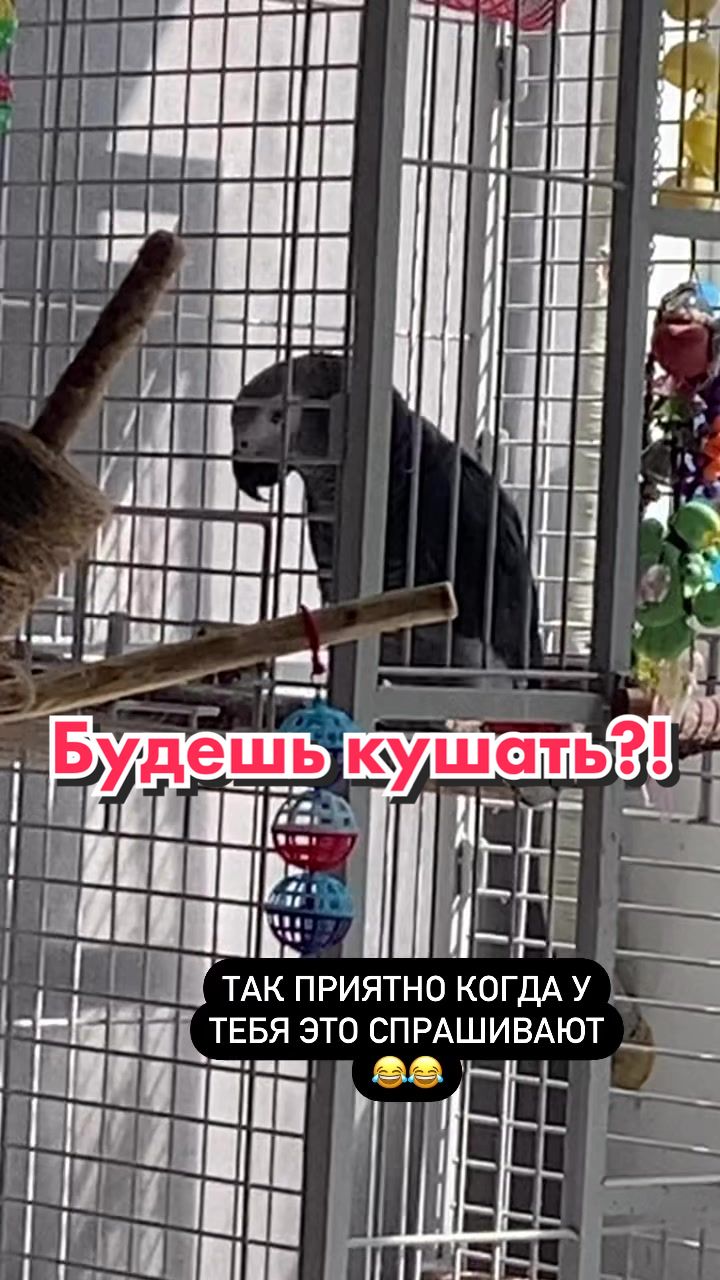 @Жако Кира
