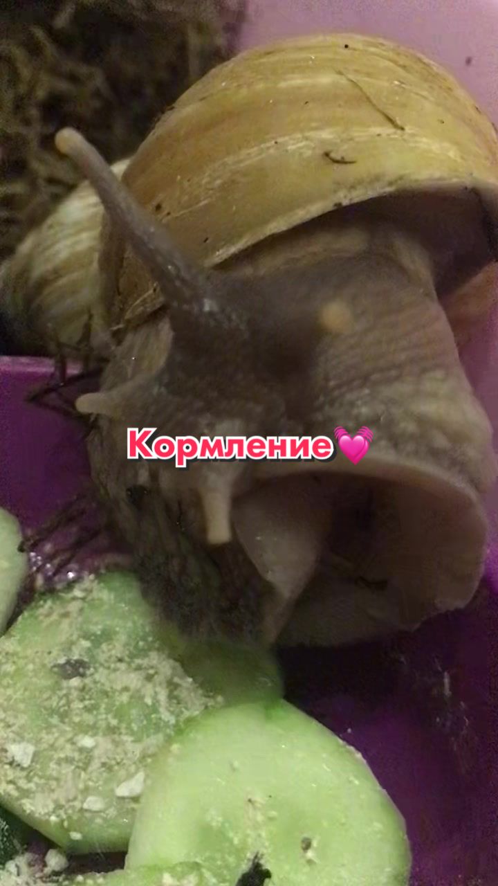 @Улиточки ахатины 🐌💕