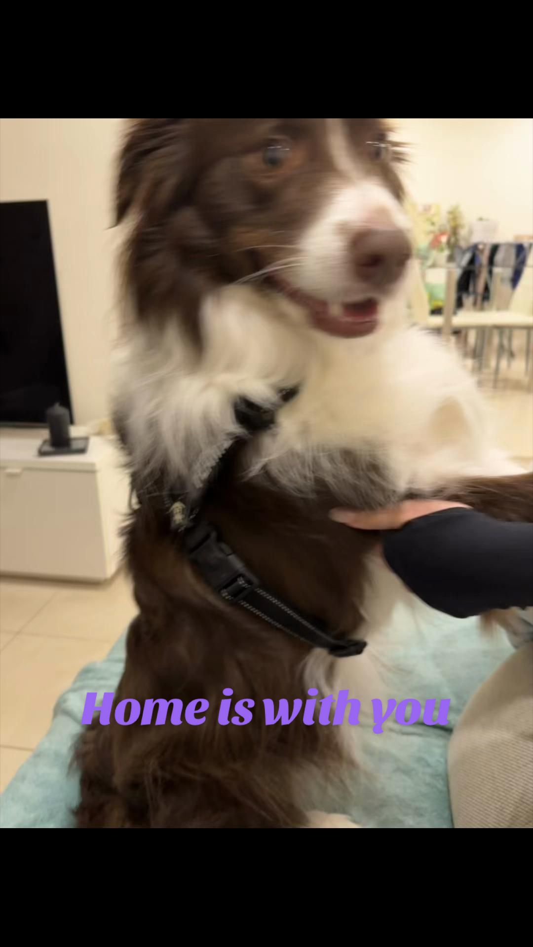 @Just Flame and his Human