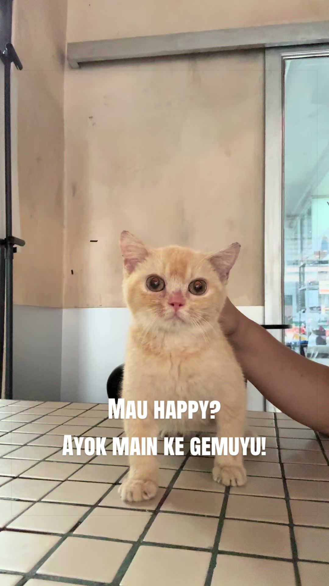 @Cafe Kucing Gemuyu