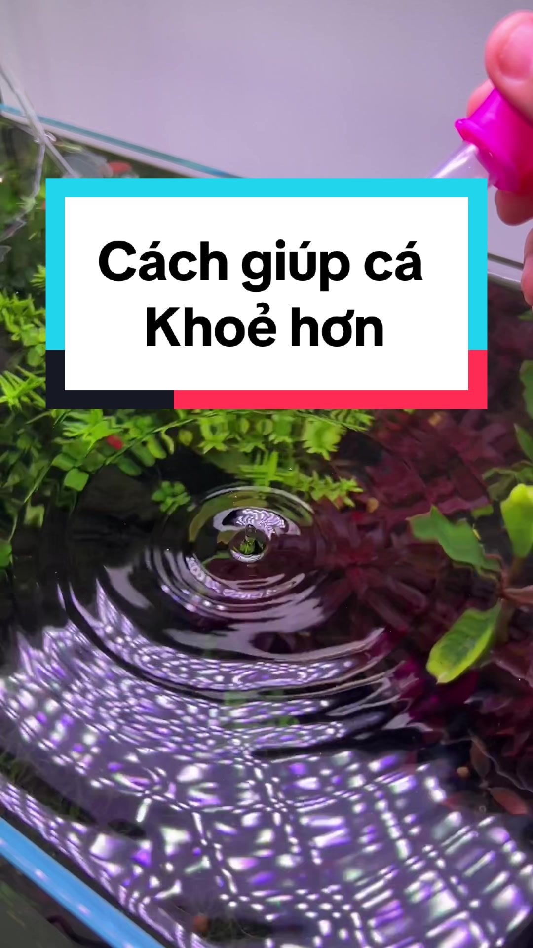 @Tìm Hiểu Thủy Sinh