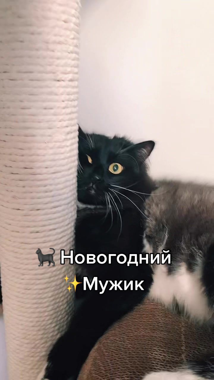 @КОТ МУЖИК 🐾