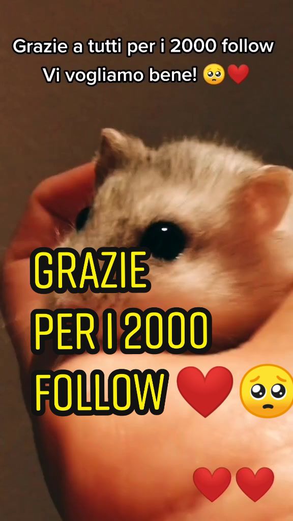 @susi_and_animals🐭🍀💕🎇