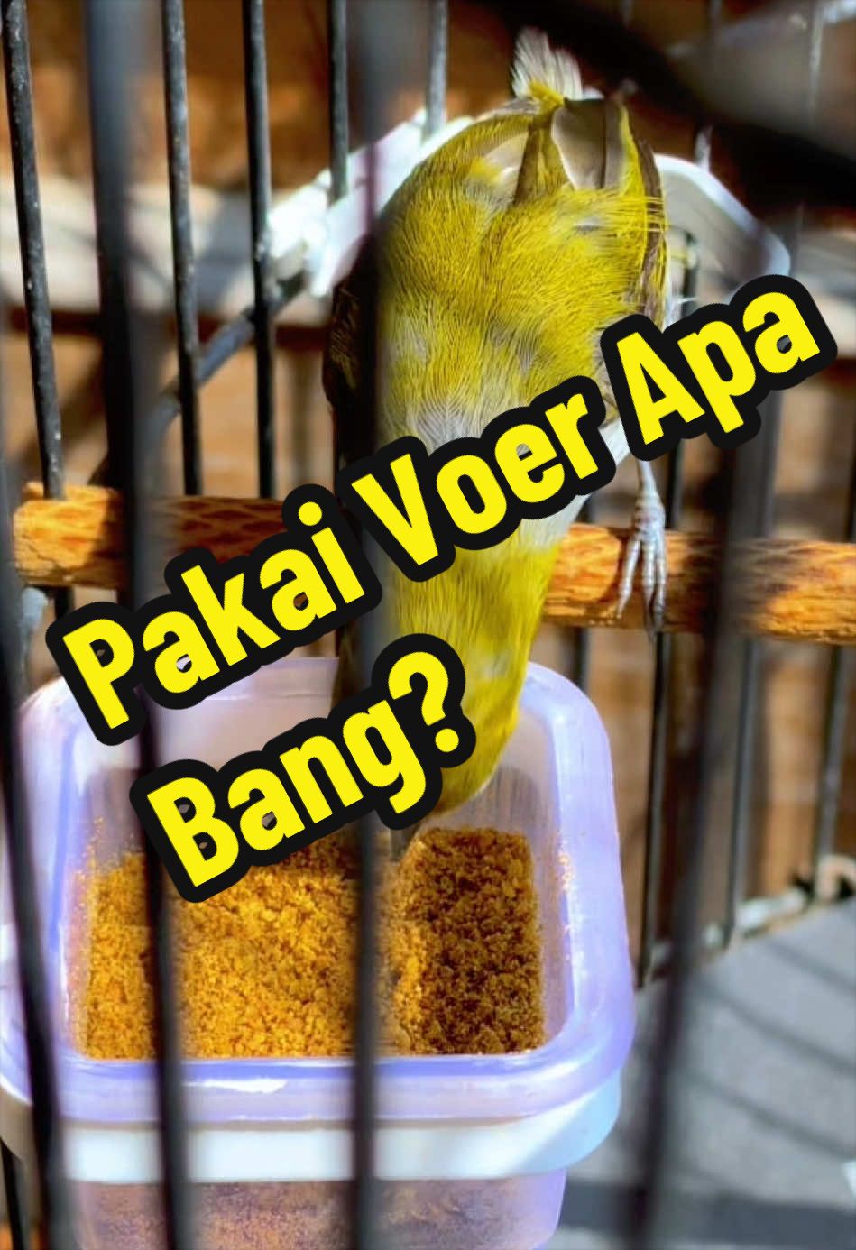 @GeDang Manuk