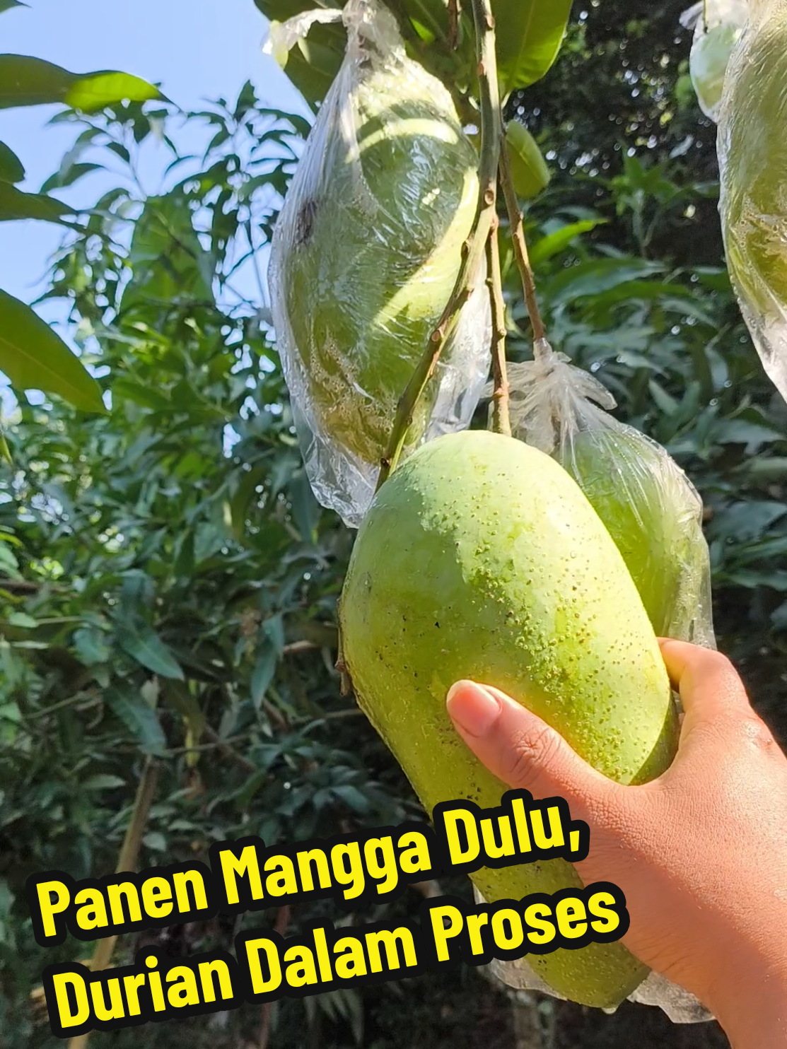 @Alas Durian Jepara