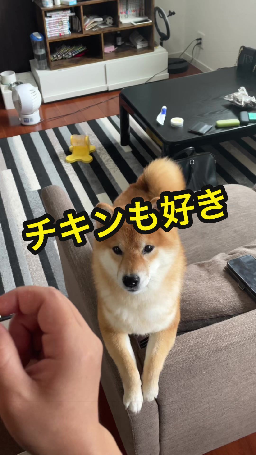 @特に柴犬が好きな人