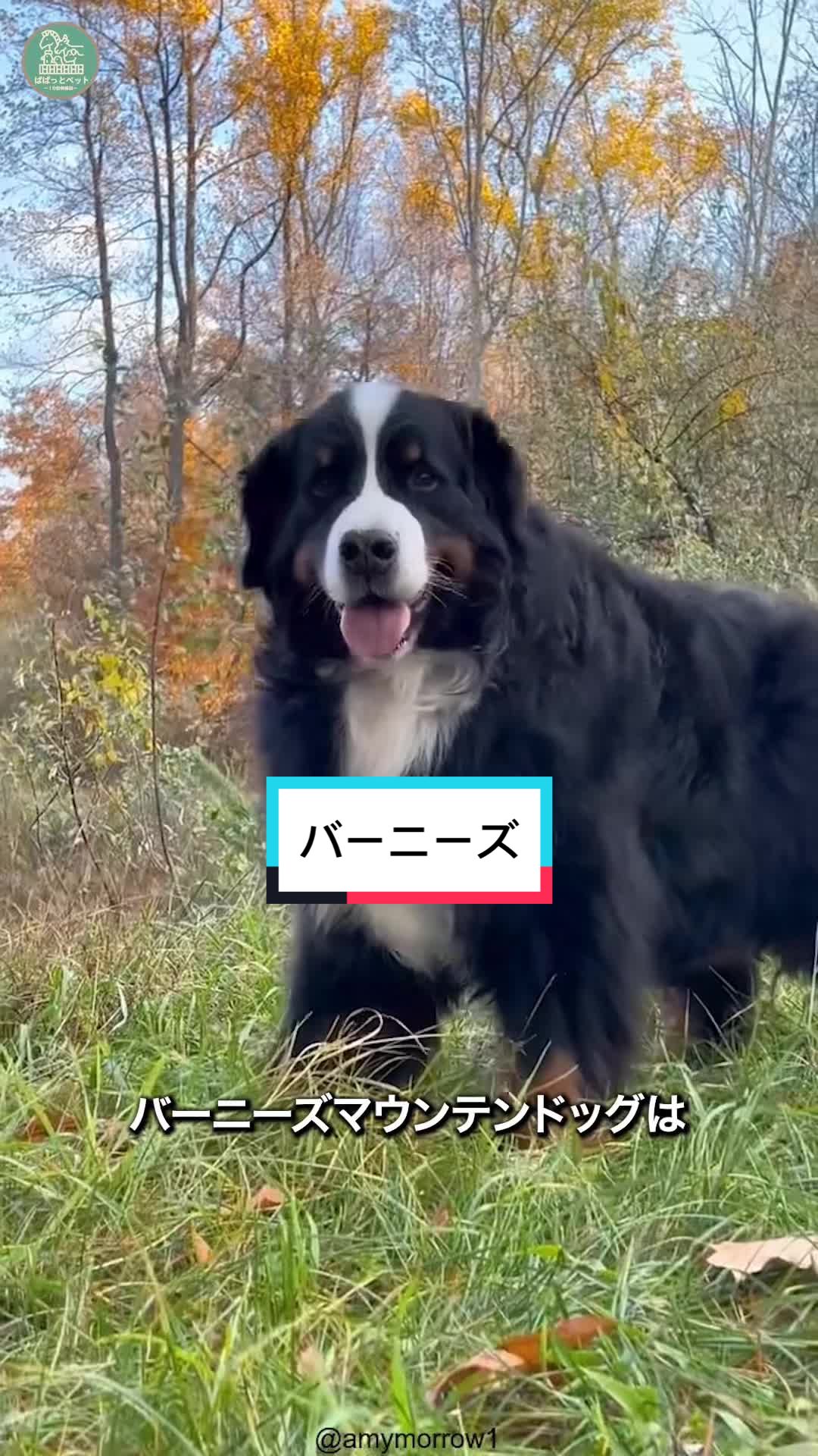 @ぱぱっとペット【動物1分解説】