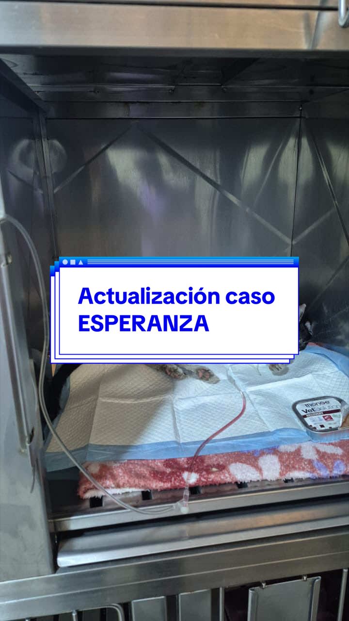@angelissalvando