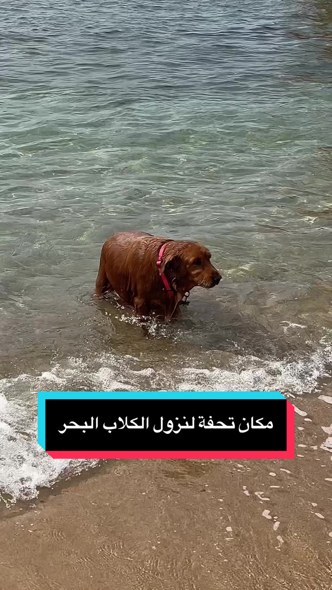 @Hala Ashraf