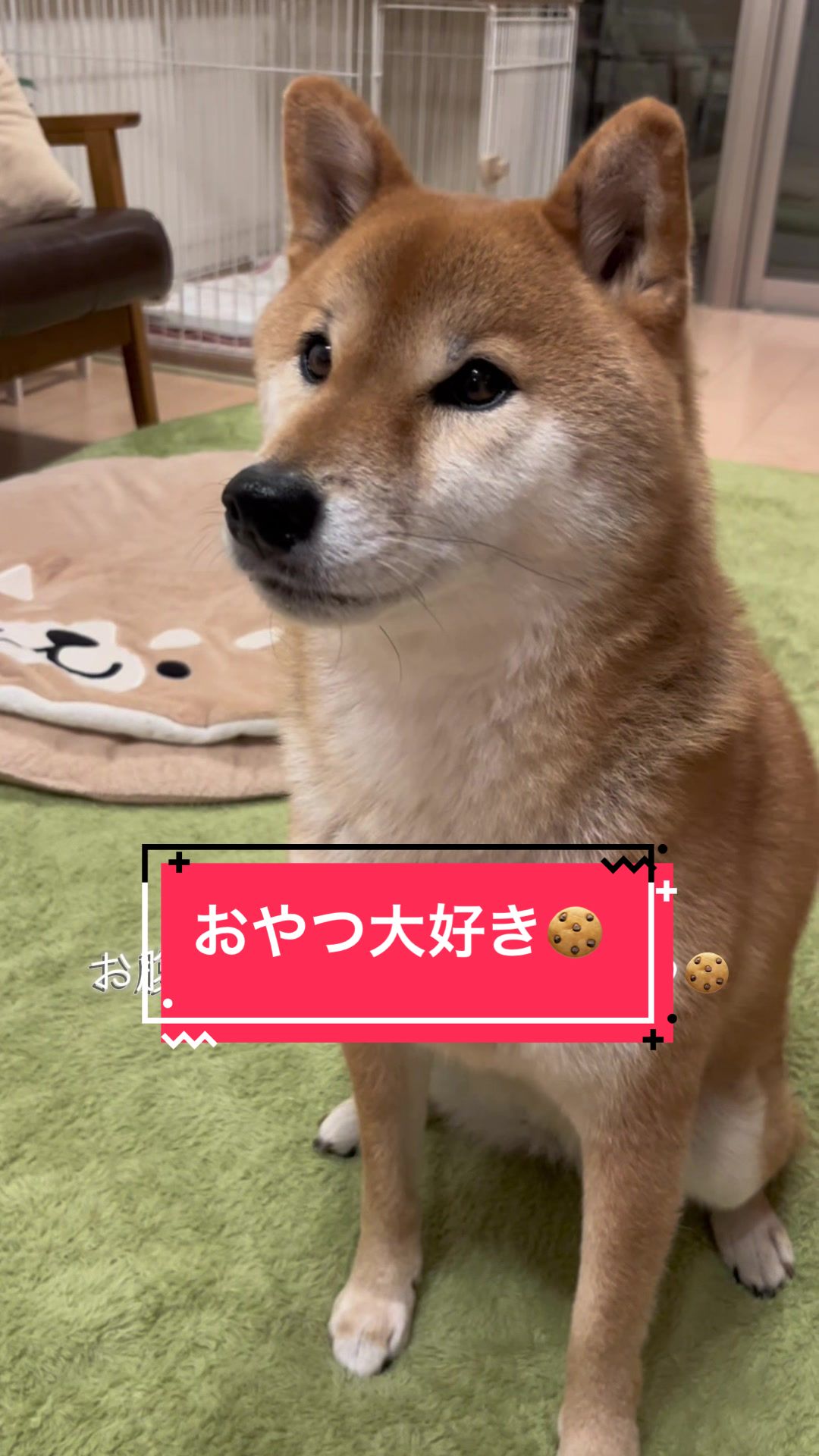 @柴犬はな🐾