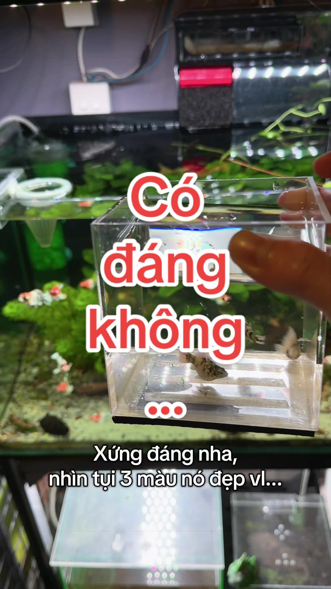 @Simple Tank