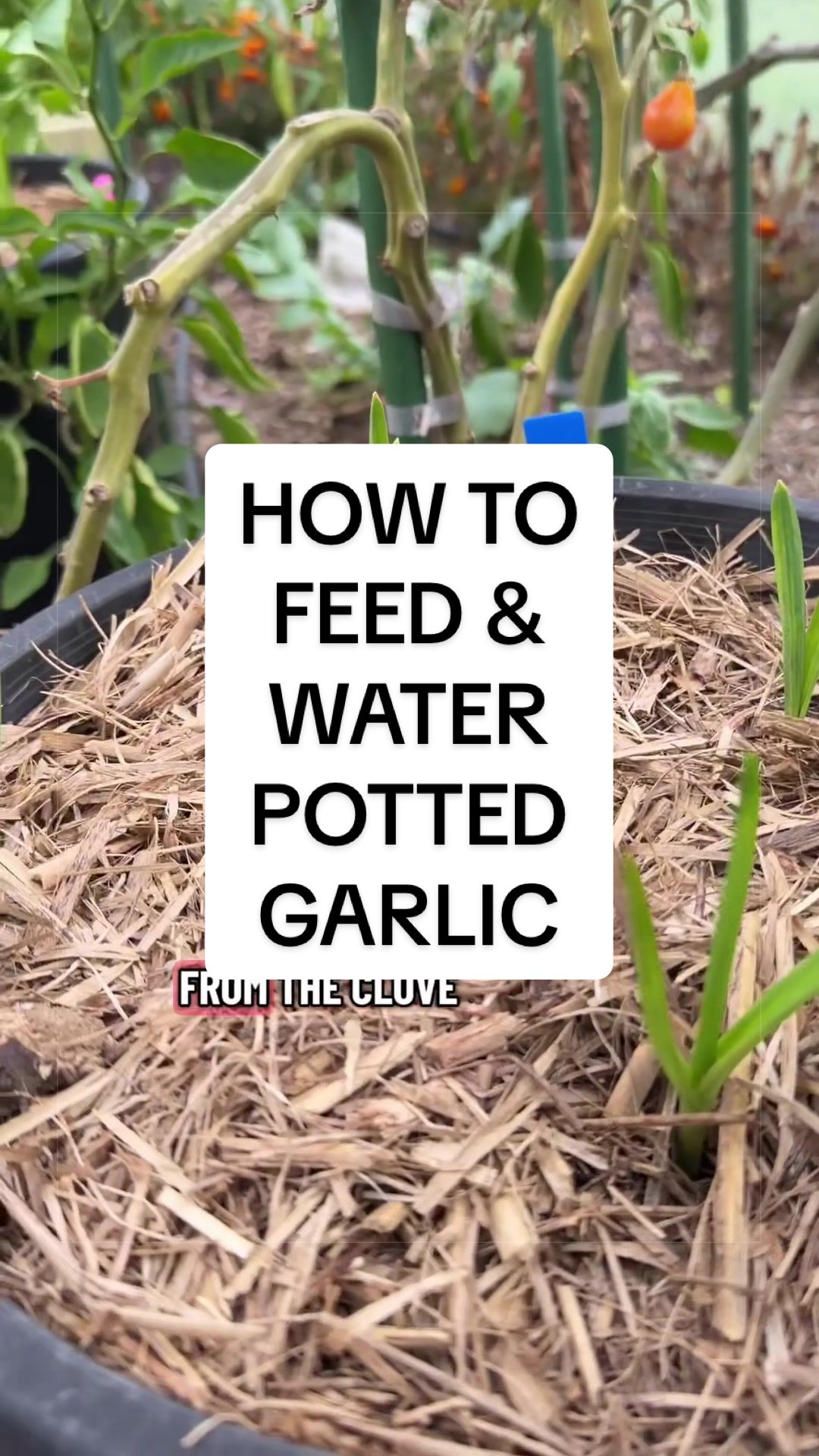 @busy chris gardening