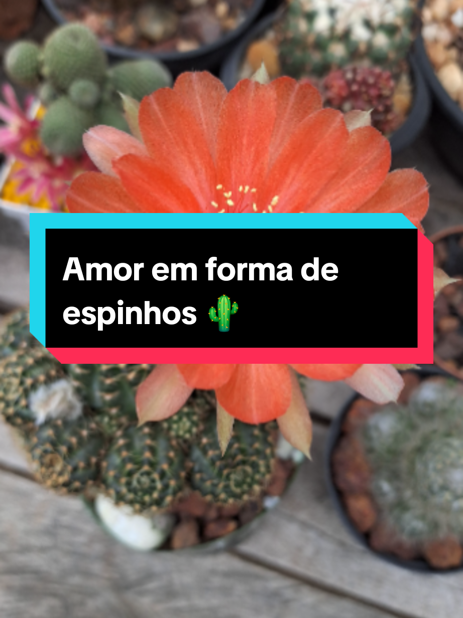 @Val Brito🌻✍️