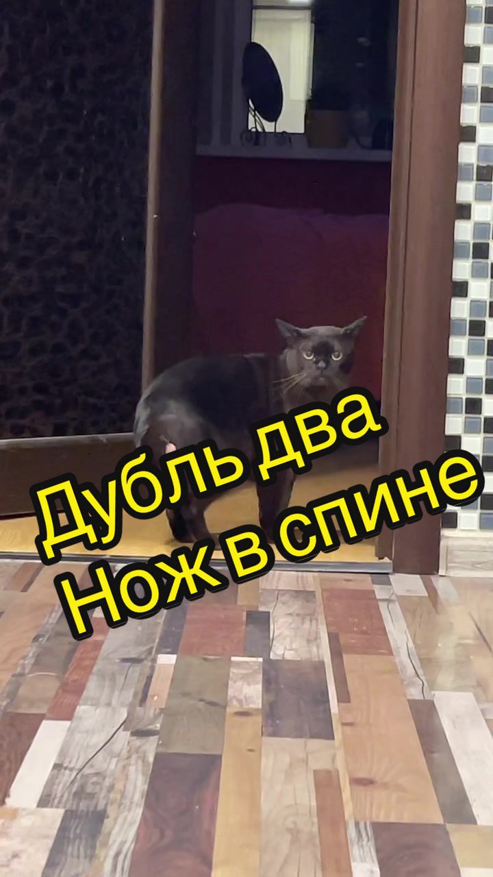 @Кот Мориска