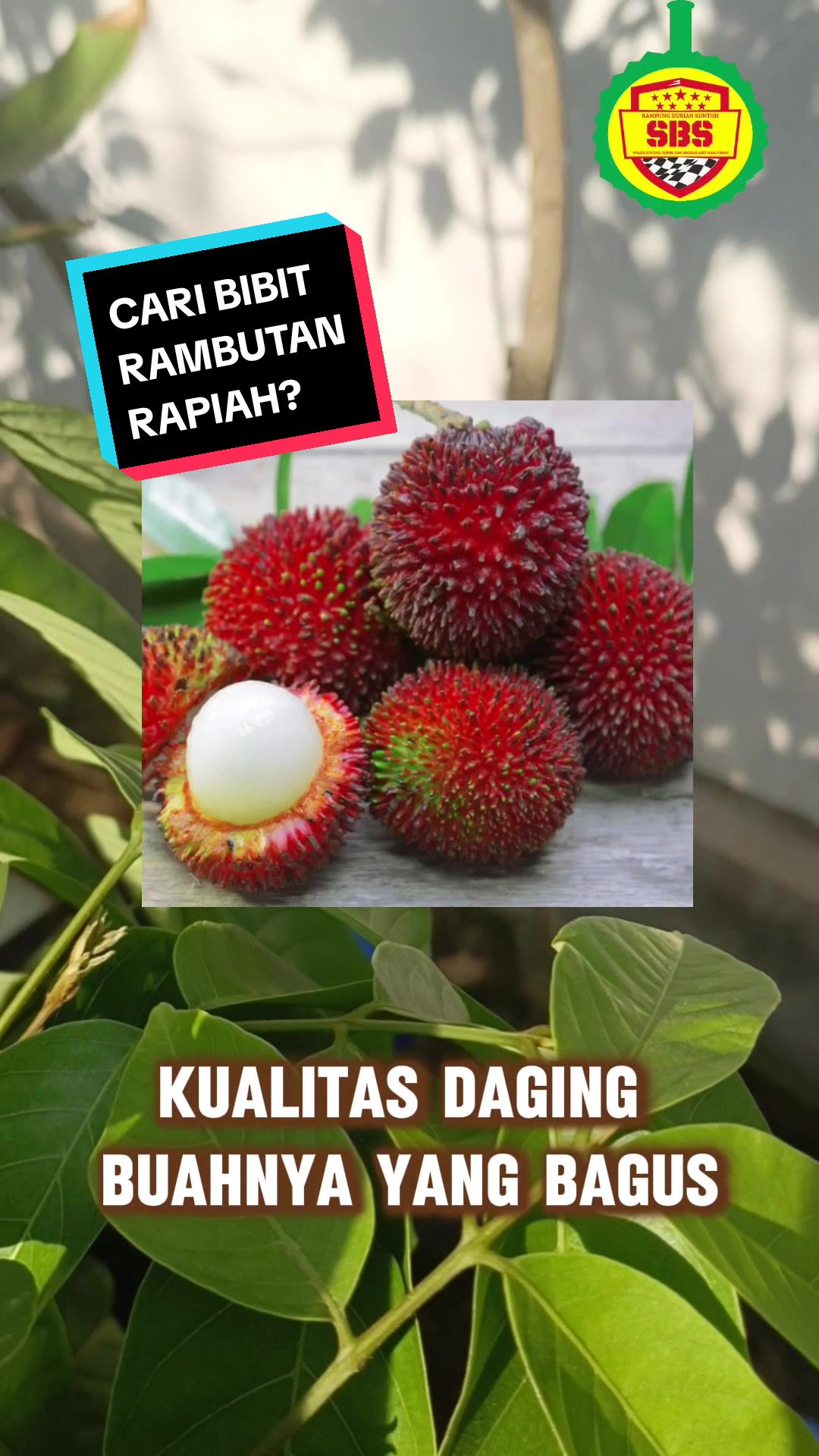 @Produksi Buah_SBS