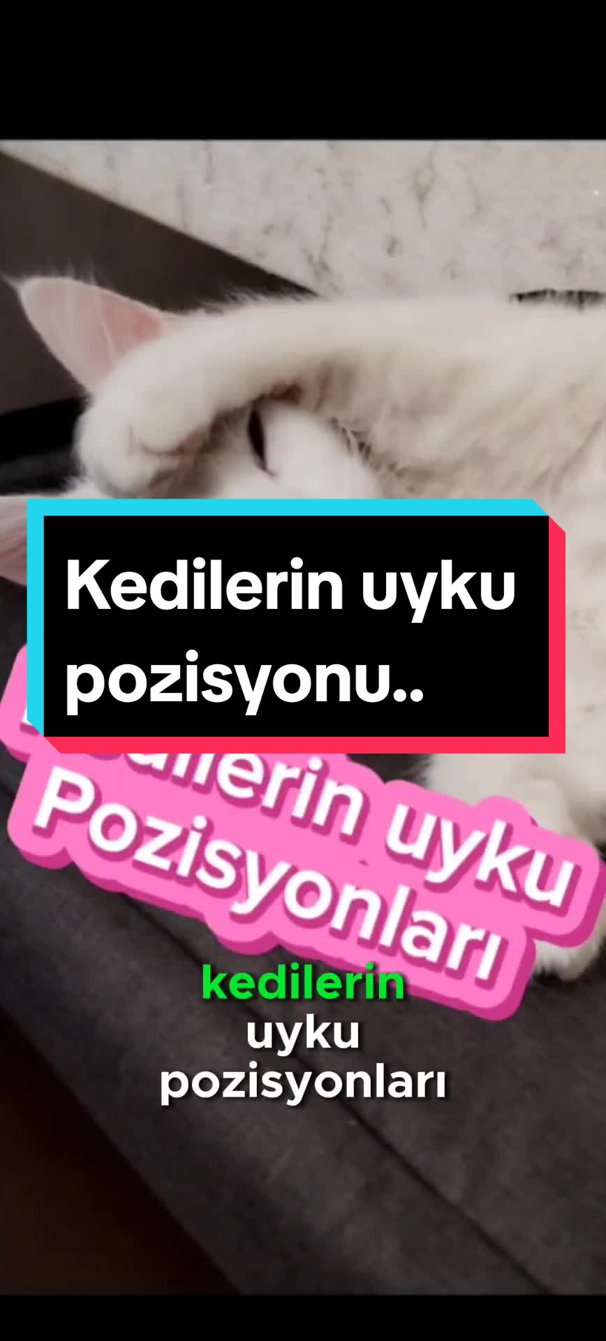 @Kedi_BULUT