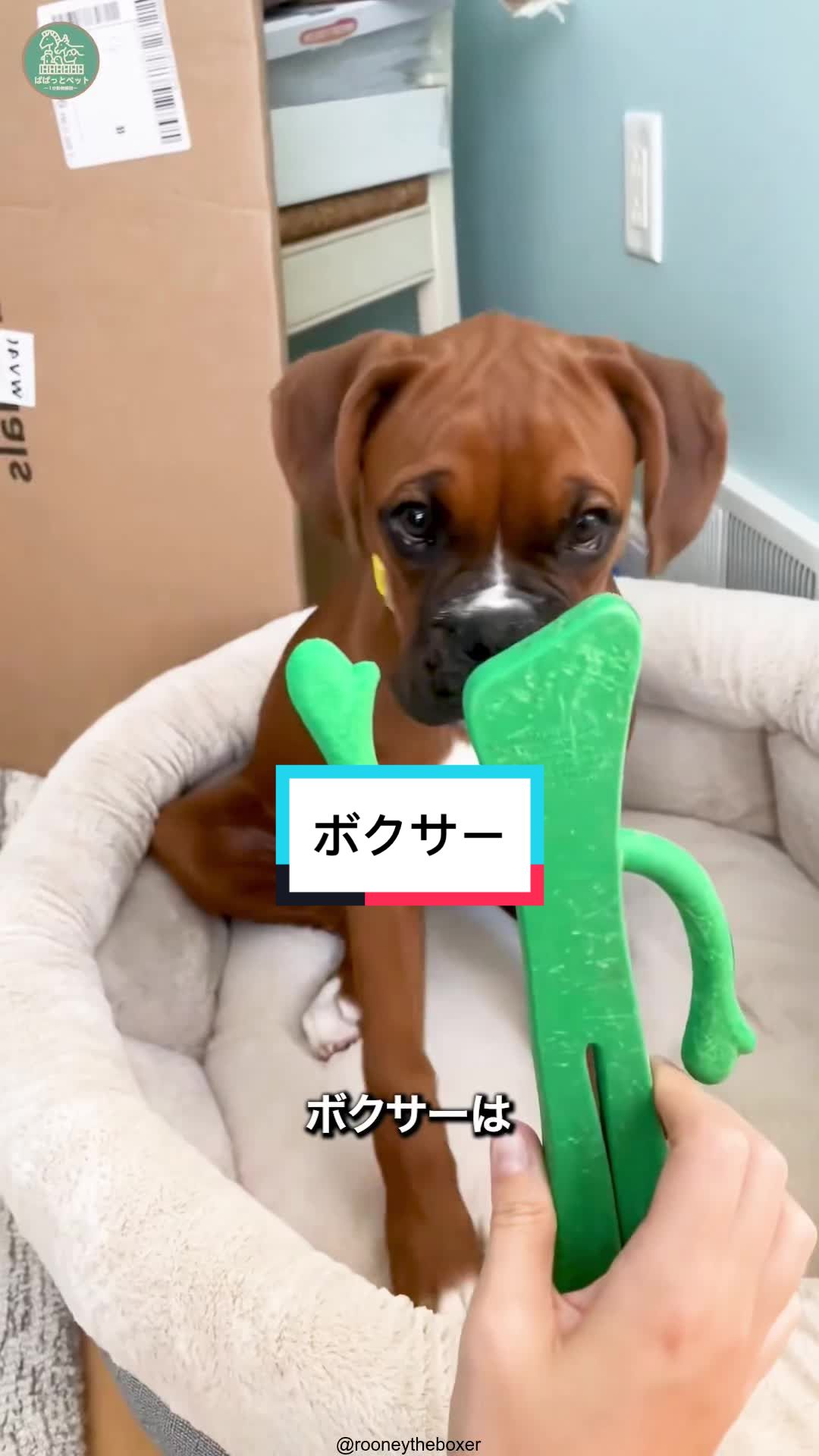 @ぱぱっとペット【動物1分解説】