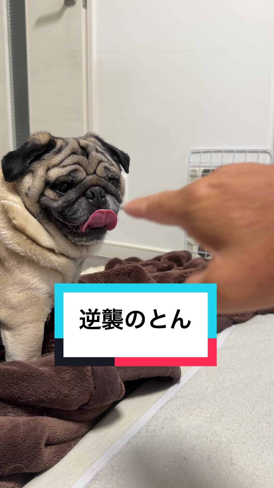 @🐶とん&ぺっぺこぺー🦊