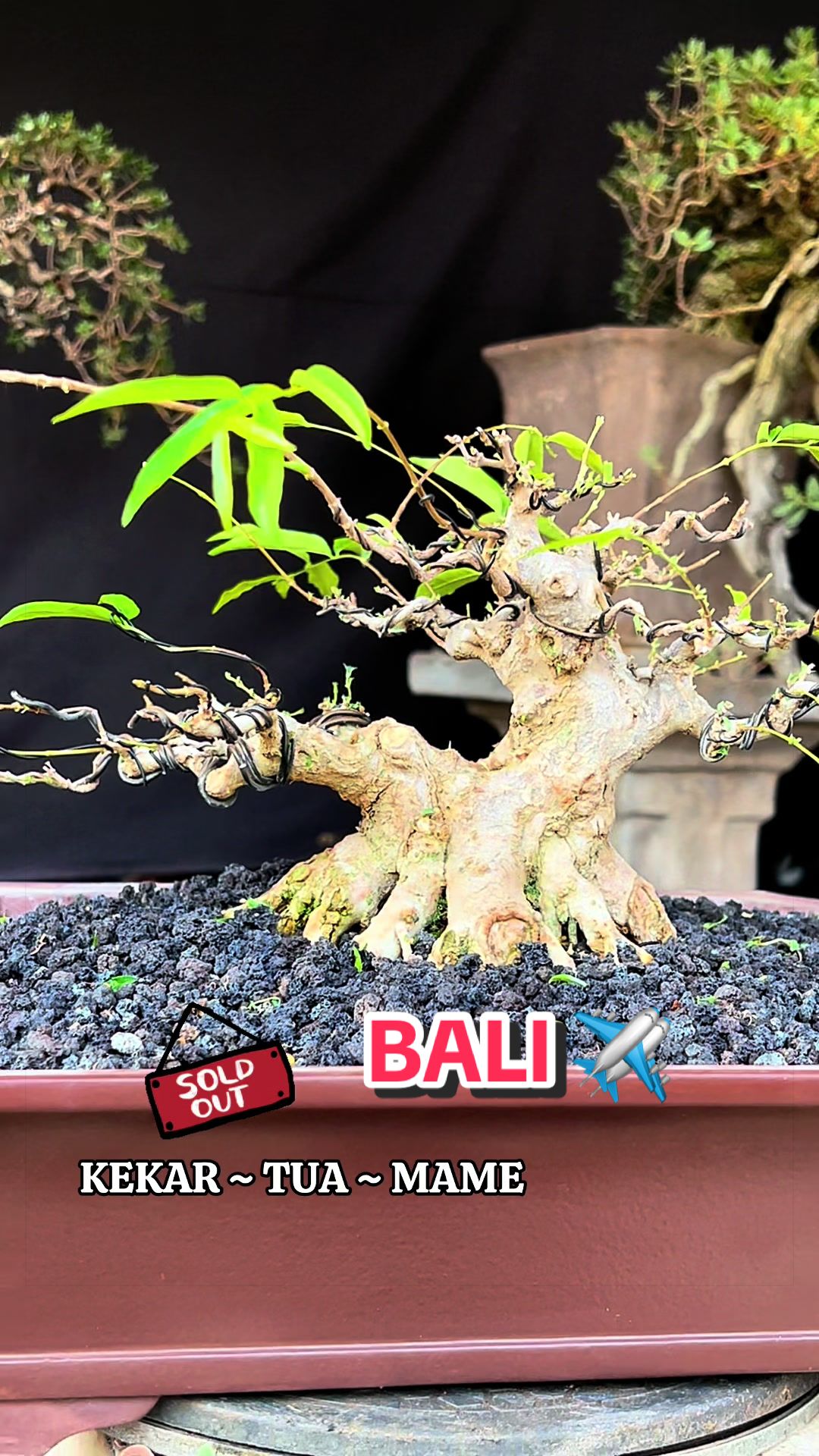@warbonsai_purwodadi